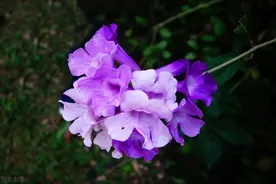 花草中的“葱姜蒜”，名字带着烟火味，开花却很美图片