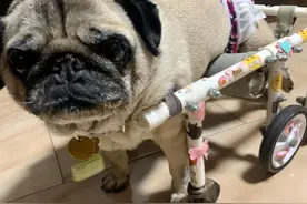 小狗患病瘫痪，主人对其不离不弃，“狗坚强”获赠轮椅重获新生图片