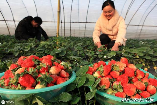 鑽夎帗鑺辫娊鍒嗗寲鐨?澶у奖鍝嶅洜绱犲拰淇冧娇鑺辫娊鎻愬墠鍒嗗寲鐨?涓鐞嗘妧宸? onerror=