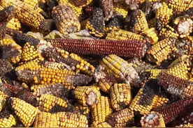 最近猪呕吐的明显变多，养猪人要怎么解决？图片