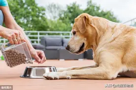 狗狗日常需要的食物到底有哪些？图片