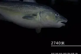 从海平面到海底1万米有哪些生物？科技在进步，跟着蛟龙号看看图片