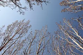 妙，杨树花在猪病中的作用！赶紧收藏吧！图片
