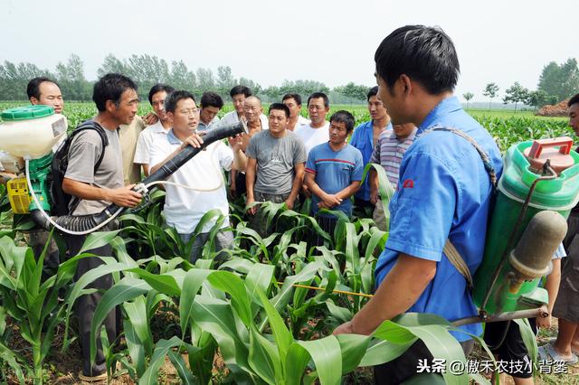 氨基寡糖素使用安全、功能强大、效果好，防治作物病害要巧用