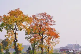 农村怪树乌桕，不能碰不能摸，见了绕路走，如今却成发财树图片