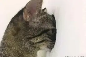 如果这不是猫，这已经是恐怖片了图片