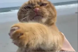 可爱橘猫爱做“鬼脸”，爬山下水都不怕，第一次去海边却出糗了图片