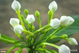栀子花有花苞，为什么一直不开花了？图片