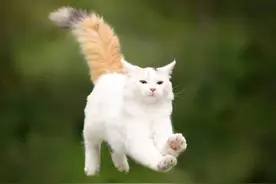 如鸡毛掸子般蓬松的大尾巴，想撸一把图片