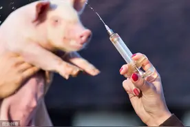 “关注猪传染性疾病”猪衣原体病的诊治与综合防控实用技术图片