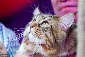 再谈自制猫饭湿粮，也许没有你所认为的那么简单图片
