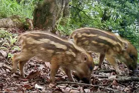 车八岭现獠牙猛兽，不抓老鼠却偏爱老鼠洞，靠长鼻子确定母兽位置图片
