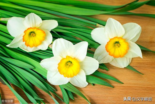 水仙花的花语寓意这么好？还被称为腊月花神，值得收藏