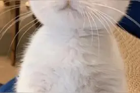 白色小奶猫火遍全网，网友惊呼：这是什么神仙颜值，萌晕了图片