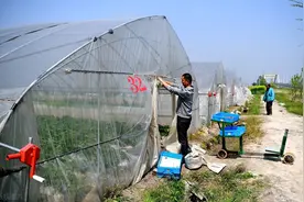 2020年农村“大棚”，一律都要拆除？当然不是图片