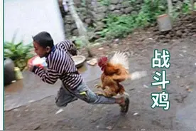 鸡 知 道 自 己 是 鸡 吗？图片