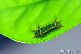 农村常见的“洋辣子”蛰过吗？你当时是怎样处理的？图片