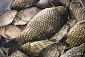 原来鲫鱼去刺这么简单，3分钟去干净，吃鱼像吃豆腐一样放心图片