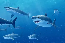 冷知识！看过关于鲨鱼的电影，那么你知道鲨鱼有哪些奇妙之处吗？图片
