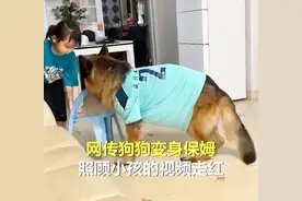 德牧不当警犬当保姆！小主人离电视机太近恐近视，被德牧强势拖离图片