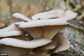 种植反季节平菇难度较大，找出五点主要因素，解决就能促丰收图片