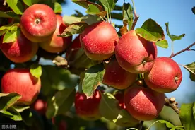 山楂幼果期，果树频繁出现枯枝烂果咋回事？原来是轮纹病惹的祸图片