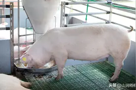 2022年5元一斤猪肉要来了？3因素影响猪肉价，永远不可能！图片