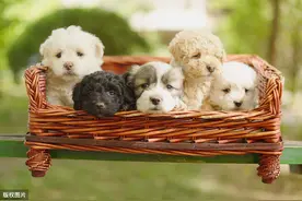 泰迪幼犬到家需要准备什么生活用品图片