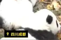 心痛！大熊猫双胞胎顺顺溜溜因严重过敏病亡，出生仅7个月图片