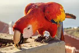 鹦鹉饲养过程中，初学者最容易犯的30个错误，看看你有没有犯过图片