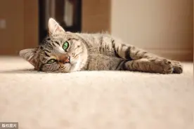 家猫和流浪猫，它们会相互羡慕对方吗？图片