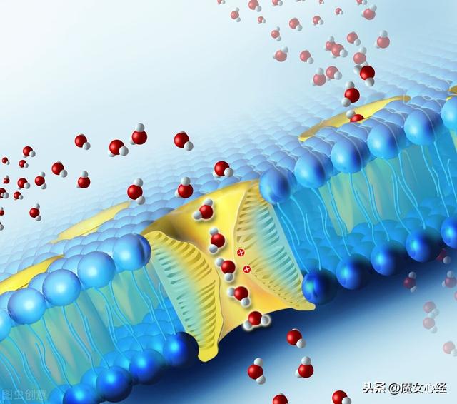 鐨偆鍚告敹鎶よ偆鍝佽惀鍏伙紝涓嶅彧鏄粏鑳炲惛鏀舵墠鏈夌敤