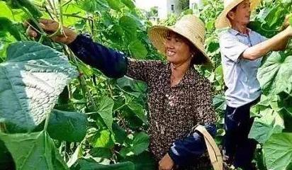 什么是生物刺激素？与激素有什么区别？都有什么作用？