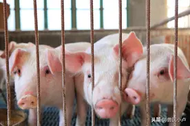 中南六省生猪禁运，网友：看完明白了图片