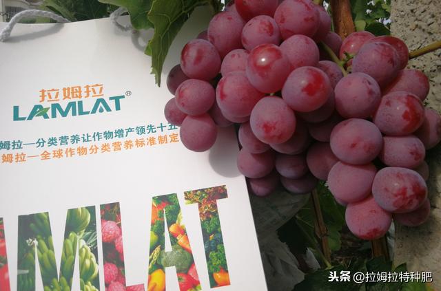 氨基酸在农业上有哪些用途？为啥大家都爱用含氨基酸水溶肥？