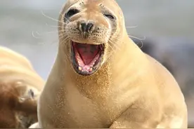 笑到变形是啥样？看看动物圈有多欢乐，网友：嘴都快咧到后脑勺啦图片