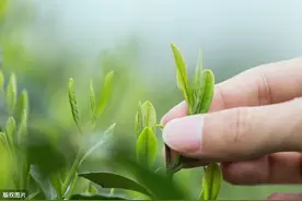 龙井茶咋炒出来的？听老季“现身说法”图片