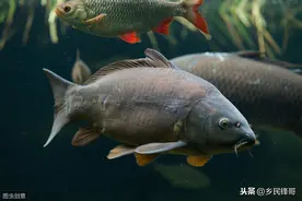 莲藕田混养鳜鱼及埃及胡子鲶该怎么养？这套模式好，既防病又高产图片