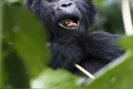 银背大猩猩宝宝饱餐后犯困，打哈欠眯眼昏昏欲睡图片