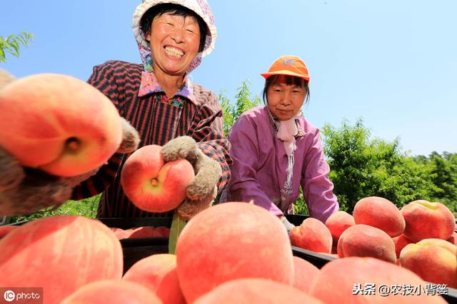 果树落花落果是啥原因造成的？如何保花保果才能使果园后期高产？