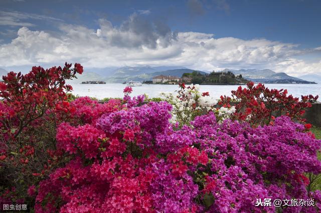 「杜鹃花里杜鹃啼」十二首杜鹃花诗词，赏“花中西施”之美