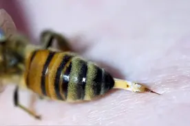 蜂毒能抗癌，因为蜂毒肽能以毒攻毒杀死癌细胞？药师辟谣说出实情图片