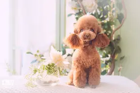 《动物管理局》：泰迪犬是著名的发情犬种，最爱蹭腿，嫌疑极大图片