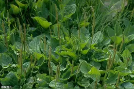 这5种“杂草”有大功效，能治病！医生推荐：合理入药有益身体图片