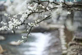 致心中的知己良人：你是我爱的唯一，思念的全部图片