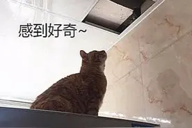 客厅天花板上有只老鼠，橘猫想上去秀操作，男子看见直言要破费了图片