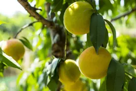 黄桃常见病虫害及防治技术，今天就教你这绝活！建议收藏图片