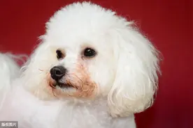 一到夏天家里到处都是狗狗脱的毛，只需这几招，让家里干干净净图片