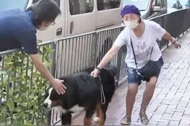 苑琼丹（石榴姐）与大狗街头僵持，抱不动拖不走，场面尴尬又搞笑图片