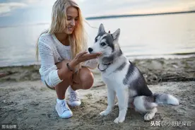 带着狗狗一起去度假其实并不难，铲屎官们提前做好这些准备就行图片